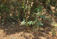Impact Project Image